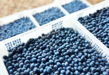 Exportaciones de frutas peruanas superan los US$ 6 500 millones impulsadas por los arándanos