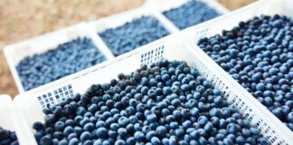 Exportaciones de frutas peruanas superan los US$ 6 500 millones impulsadas por los arándanos