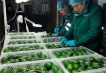 Exportaciones peruanas crecieron 18.2% entre enero y noviembre de 2025