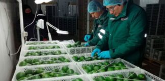 Exportaciones peruanas crecieron 18.2% entre enero y noviembre de 2025