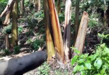 De residuo agrícola a insumo industrial: la fibra de plátano entra en la economía circular