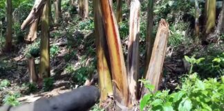 De residuo agrícola a insumo industrial: la fibra de plátano entra en la economía circular