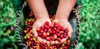 MIDAGRI: Exportaciones de café batieron record en ventas durante el 2025
