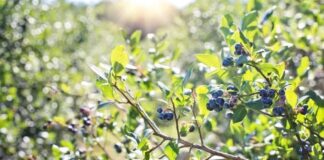 Un movimiento clave para la agroexportación que pasa por el sur del país