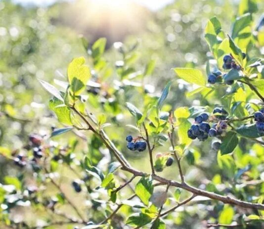 Un movimiento clave para la agroexportación que pasa por el sur del país
