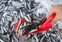 Manufactura acumula crecimiento de 2.5 % hasta noviembre del 2025 impulsada por la pesca industrial