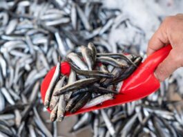 Manufactura acumula crecimiento de 2.5 % hasta noviembre del 2025 impulsada por la pesca industrial
