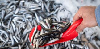 Manufactura acumula crecimiento de 2.5 % hasta noviembre del 2025 impulsada por la pesca industrial