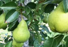 La potencia frutícola de América Latina que domina el mercado global de peras