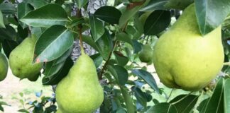 La potencia frutícola de América Latina que domina el mercado global de peras