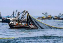 La actividad pesquera en Perú creció 25,7% en octubre de 2025