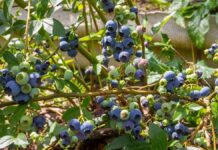 Gobierno debe priorizar la reglamentación de la nueva Ley Agraria