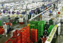 Agroexportaciones peruanas en récords, pero El Niño y elecciones generan alerta