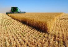 China compra trigo argentino tras décadas y desafía la hegemonía estadounidense