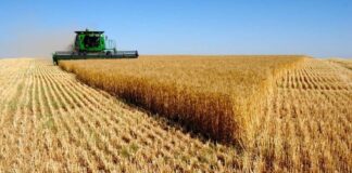 China compra trigo argentino tras décadas y desafía la hegemonía estadounidense