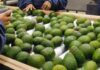 Industria de la palta peruana ajusta estrategia ante nuevos límites de cadmio en la Unión Europea
