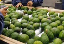 Industria de la palta peruana ajusta estrategia ante nuevos límites de cadmio en la Unión Europea