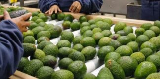 Industria de la palta peruana ajusta estrategia ante nuevos límites de cadmio en la Unión Europea