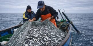 Perú enfrenta retroceso en monitoreo de pesca de pota por cambios normativos