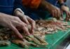 Calamar en alza y langostino en cierre: señales clave de la pesca argentina en 2026