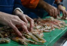 Calamar en alza y langostino en cierre: señales clave de la pesca argentina en 2026
