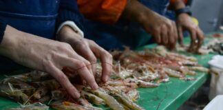 Calamar en alza y langostino en cierre: señales clave de la pesca argentina en 2026