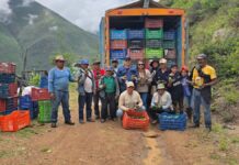 Minera y agroexportadora impulsan juntos la primera cosecha de 40 toneladas de palta Hass de exportación en Chuquitambo