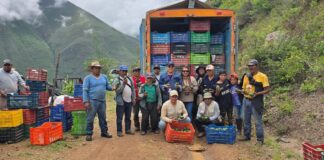 Minera y agroexportadora impulsan juntos la primera cosecha de 40 toneladas de palta Hass de exportación en Chuquitambo
