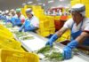 Perú supera los USD 15 mil millones en agroexportaciones y marca nuevo récord en 2025