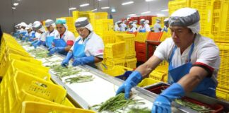 Perú supera los USD 15 mil millones en agroexportaciones y marca nuevo récord en 2025