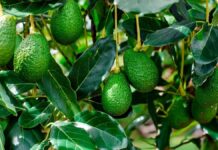 Perú refuerza la palta Hass frente al desafío del cadmio