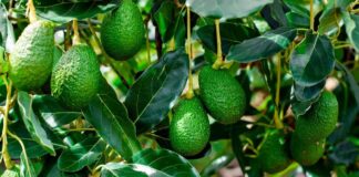 Perú refuerza la palta Hass frente al desafío del cadmio