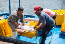 Exportaciones no tradicionales pesqueras crecen 73 % en 2025