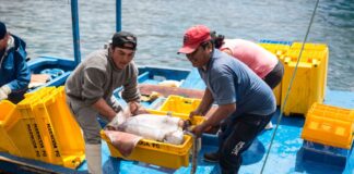 Exportaciones no tradicionales pesqueras crecen 73 % en 2025