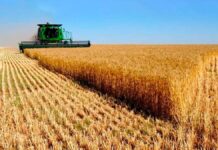 Trigo argentino supera expectativas y gana terreno en África y Asia