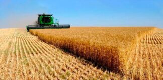 Trigo argentino supera expectativas y gana terreno en África y Asia