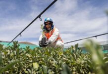 Antapaccay impulsa la forestación altoandina en espinar con 60 mil plantones de especies originarias en 2025