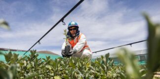 Antapaccay impulsa la forestación altoandina en espinar con 60 mil plantones de especies originarias en 2025