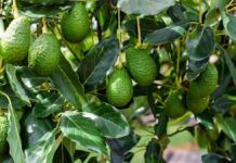 Calor extremo golpea cultivos de exportación: Senamhi alerta riesgos para palta, granada y olivo