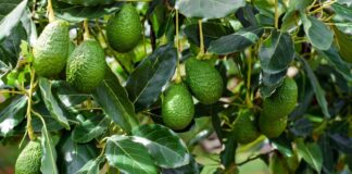 Calor extremo golpea cultivos de exportación: Senamhi alerta riesgos para palta, granada y olivo