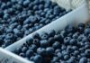 Perú se consolida como líder en exportación de arándanos y supera los US$2.400 millones en ventas durante el 2025
