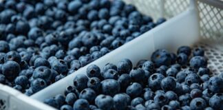Perú se consolida como líder en exportación de arándanos y supera los US$2.400 millones en ventas durante el 2025