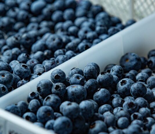 Perú se consolida como líder en exportación de arándanos y supera los US$2.400 millones en ventas durante el 2025