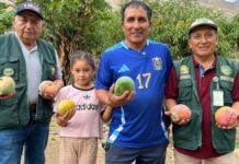 Huarmey inicia exportación internacional de mango Kent y refuerza su rol agroexportador