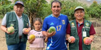 Huarmey inicia exportación internacional de mango Kent y refuerza su rol agroexportador