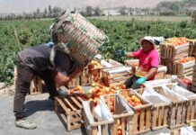 Uso adecuado de plaguicidas impulsa competitividad del agro y la economía peruana