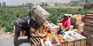 Uso adecuado de plaguicidas impulsa competitividad del agro y la economía peruana