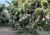 Fenómeno El Niño impacta agroexportaciones peruanas: mango pierde hasta 15% de producción