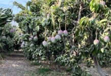 Fenómeno El Niño impacta agroexportaciones peruanas: mango pierde hasta 15% de producción