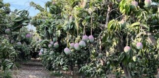 Fenómeno El Niño impacta agroexportaciones peruanas: mango pierde hasta 15% de producción